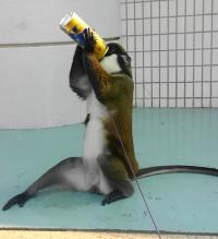 カリブ・ラテンアメリカ フェステバル