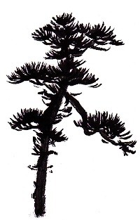 水墨で松の木を描く