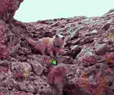 インド版砂漠の冒険