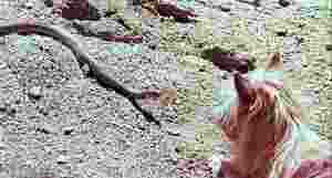 インド版砂漠の冒険