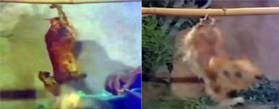 インド版砂漠の冒険